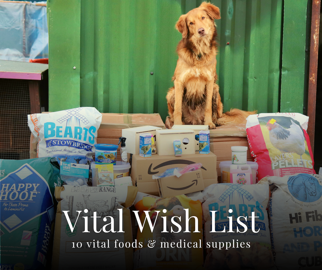 A brown dog sits atop a stack of pet food bags and medical supplies in front of a green wall. Text reads: Vital Wish List: 10 vital foods & medical supplies.