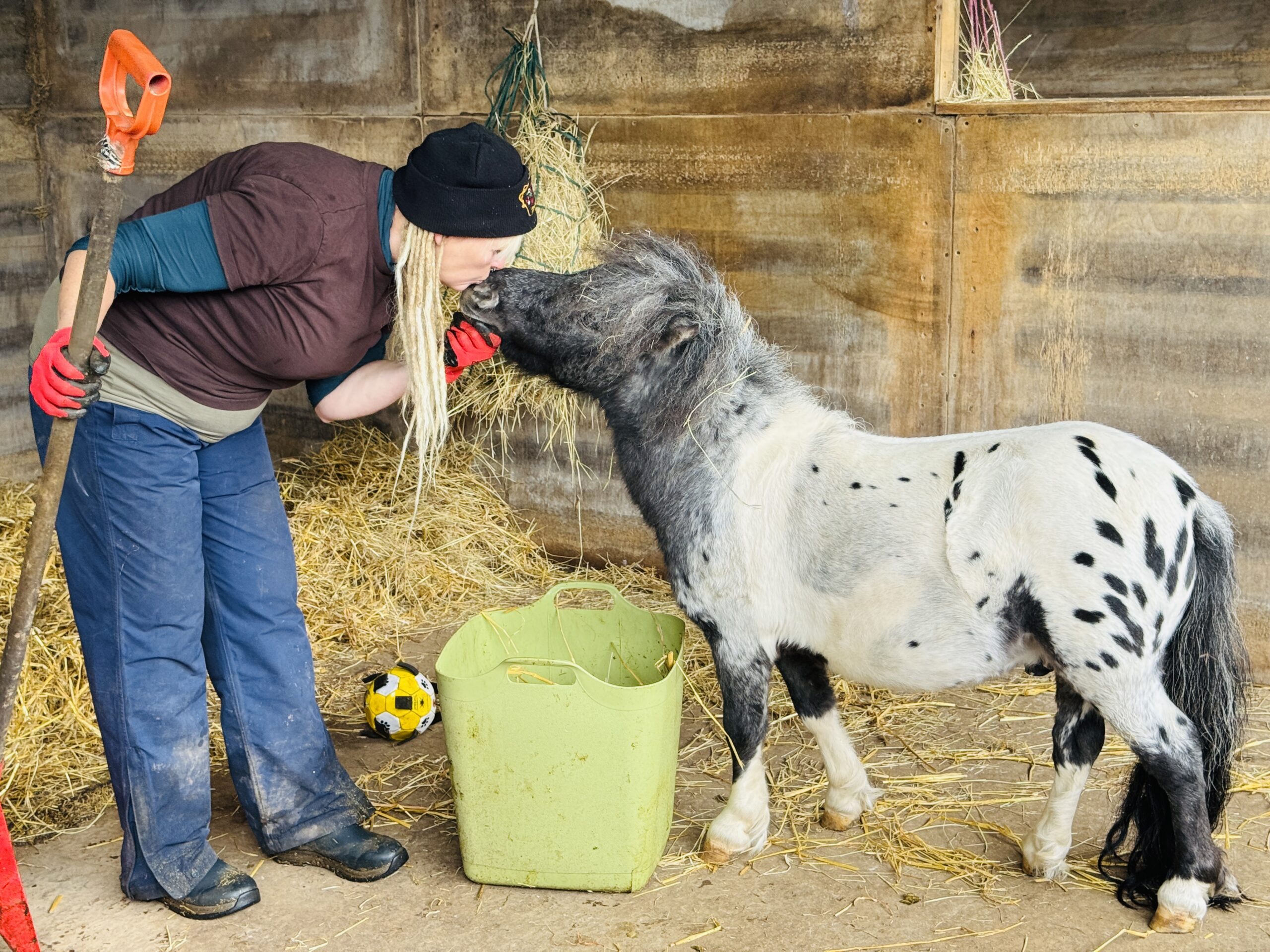 A woman in a stable, wearing gloves and holding a shovel, leans down for a heartfelt goodbye as she touches noses with a small black-and-white Falabella horse standing in straw next to a green container and a yellow football.