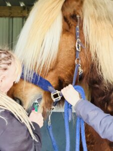 A person with fair hair holds a green thermometer under a brown horse’s blue headcollar while another steadies the head, providing careful horse sanctuary care to monitor for signs of horse parasites. The scene appears to be in a stable.