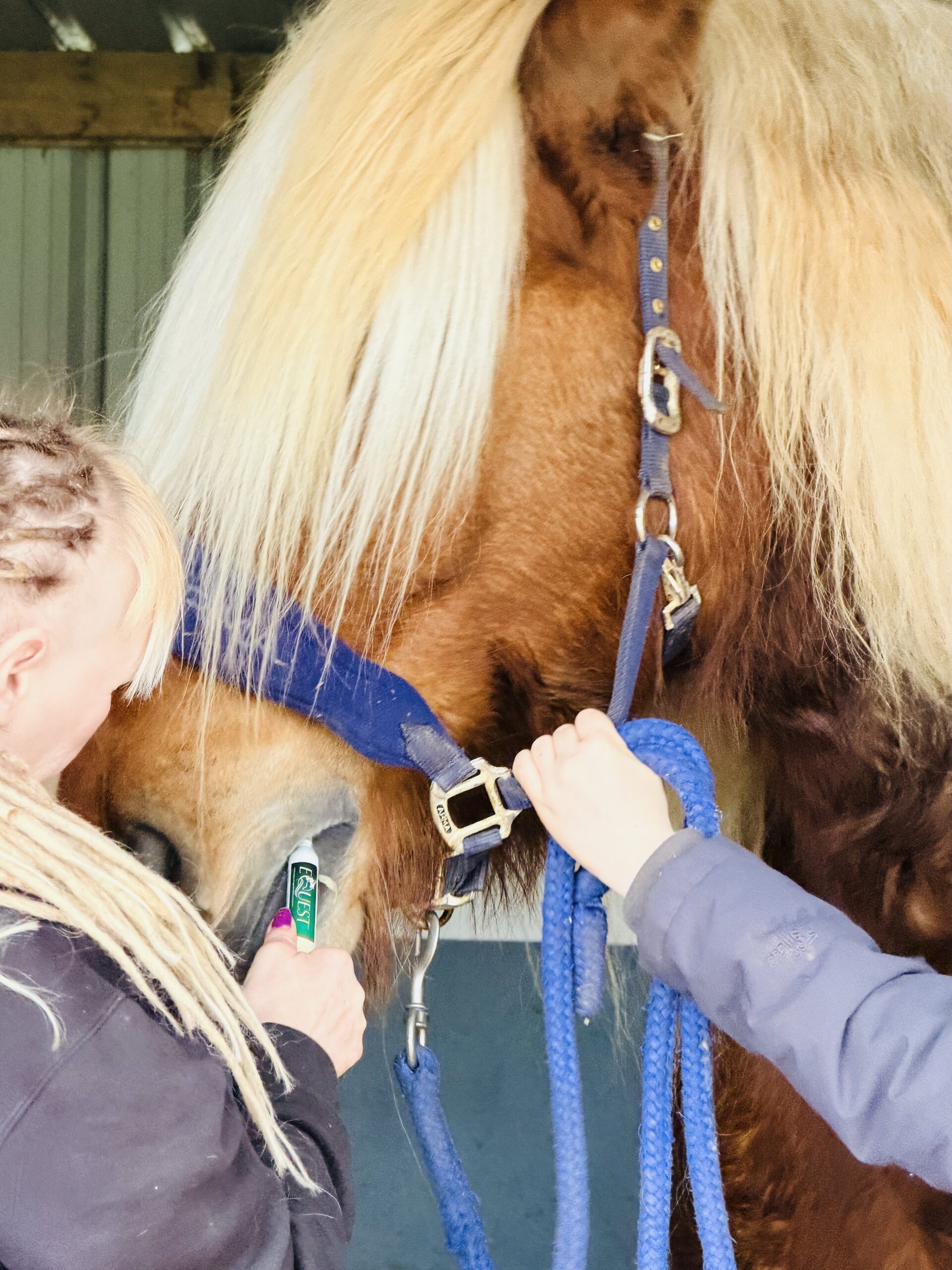 A person with fair hair holds a green thermometer under a brown horse’s blue headcollar while another steadies the head, providing careful horse sanctuary care to monitor for signs of horse parasites. The scene appears to be in a stable.